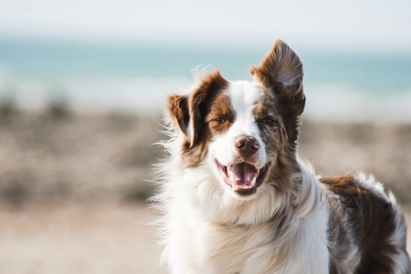 <p>Designed For Pets, Loved By Families</p>