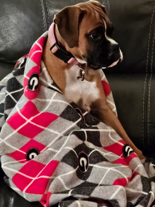 PGG Collegiate Collection- Red Gray Plaid Fleece Throw