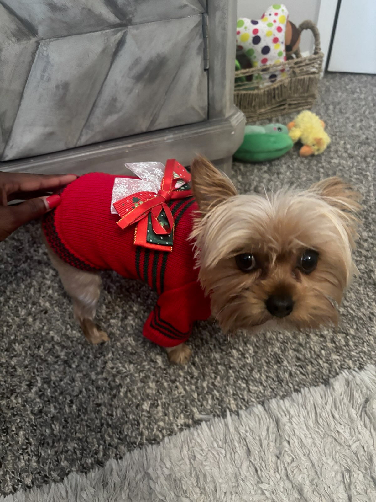 Red Xmas Sweater w/Bow