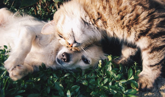 <p>Born from a Love for Pets</p>